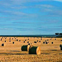 Morhay Bermuda Grass Seed - Raw