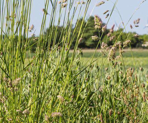 Hancock's Orchardgrass Seed