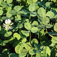 Osceola Ladino Clover Seed - Coated