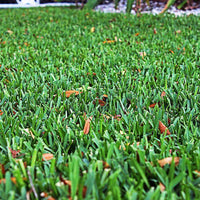 Palmetto St. Augustine Lawn Plugs