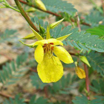 Partridge Pea Seed