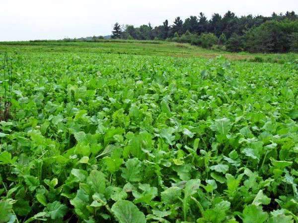 Pasja Turnip Seed