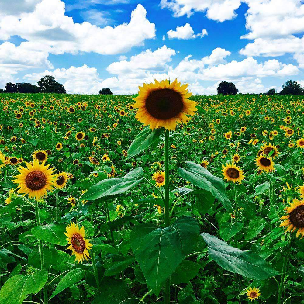 sunflower seed to plant for doves Peredovik Sunflower Seed