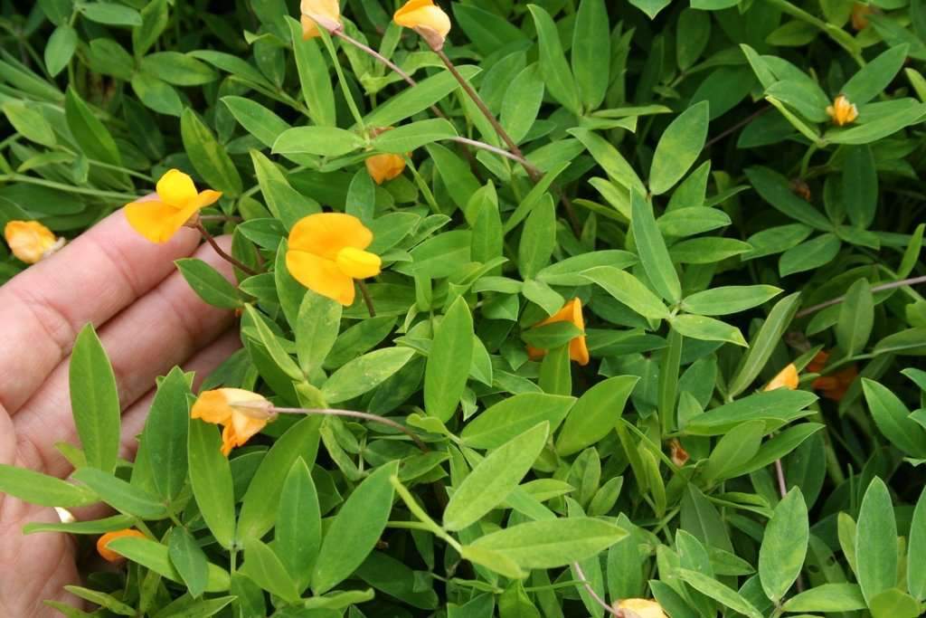 peanuts seeds for planting Perennial Peanut Seed – Hancock Seed