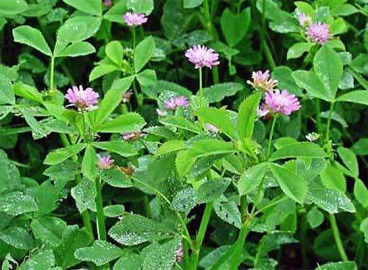 Persian Clover Seed