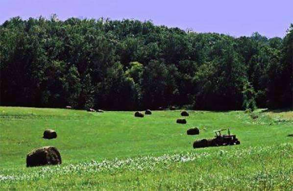 Persist Orchardgrass Seed - Certified