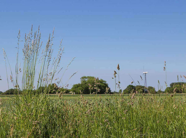 Potomac Orchardgrass Seed