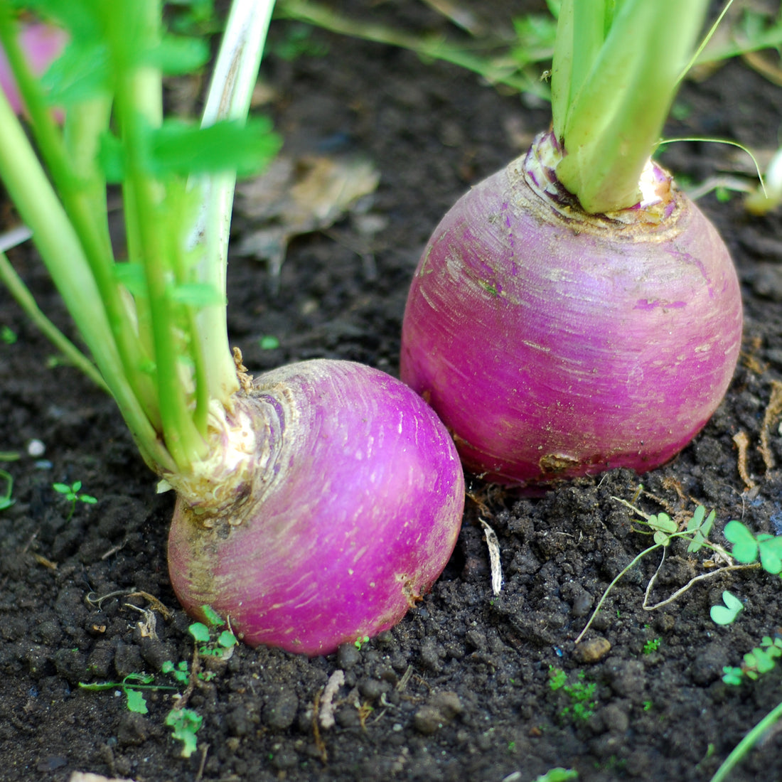 Purple Top White Globe Turnip Seed