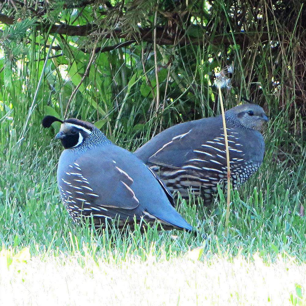 best seed to plant for quail Hancock's Quail Seed Mix
