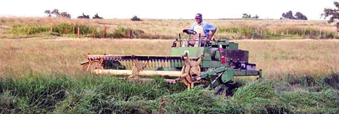 planting crabgrass seed Red River Crabgrass Seed – Hancock Seed