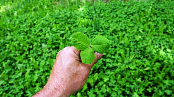 Regal Graze Ladino Clover Seed