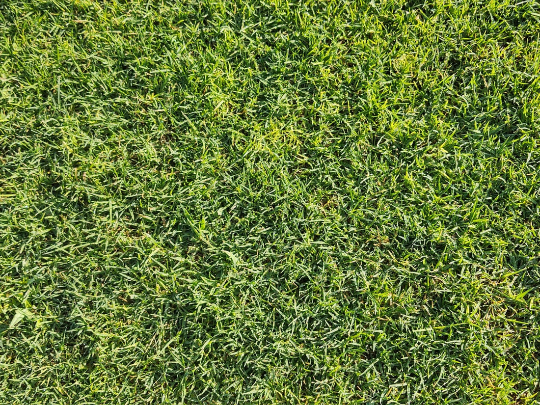 Hancock's Common Bermuda Grass Seed - Coated & Hulled