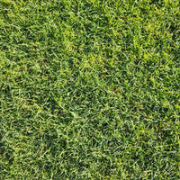 Hancock's Common Bermuda Grass Seed - Coated & Hulled