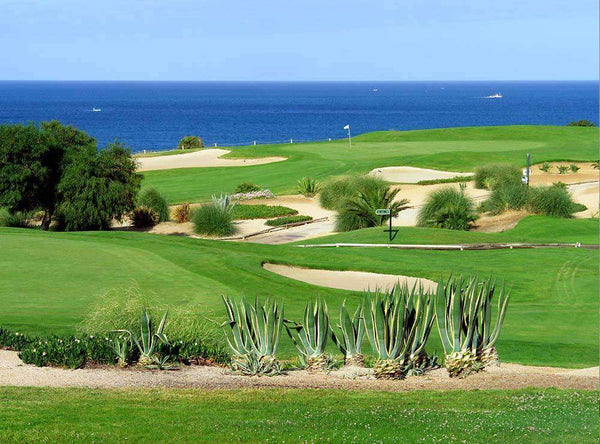Seashore Paspalum Grass Seed - Sea Spray