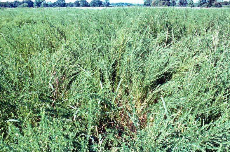 sera seed plant Serala Sericea Lespedeza Seed