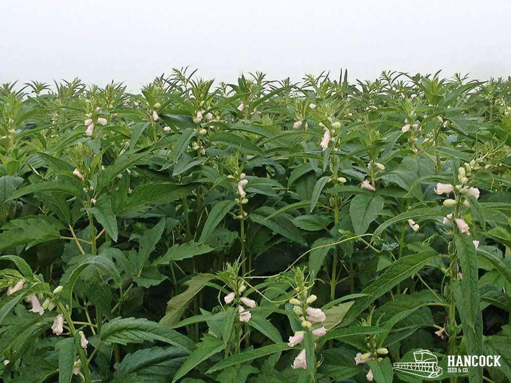 sesame seed plant image Sesame Seed