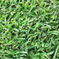 Seville St. Augustine Grass Plugs