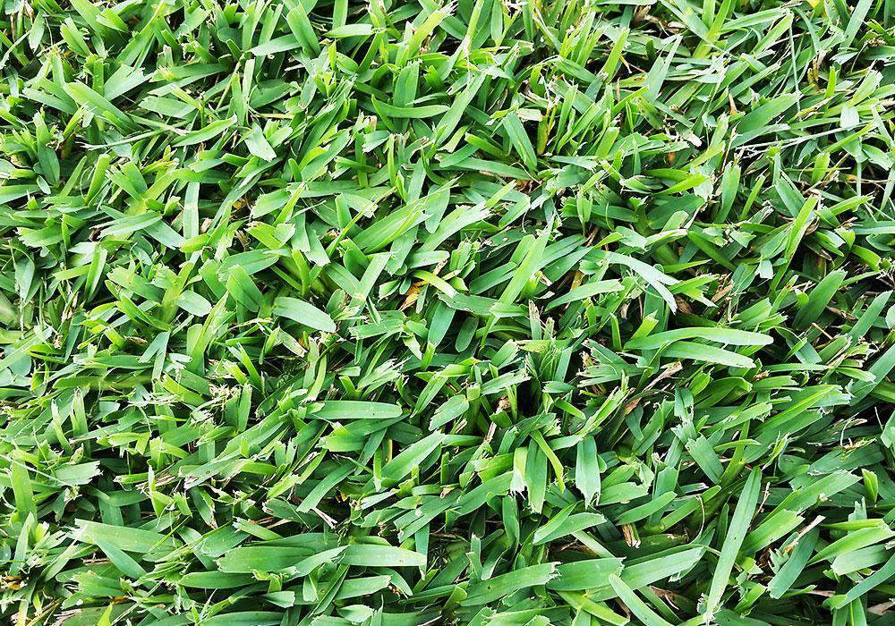 planting st augustine seed Seville St. Augustine Grass Plugs
