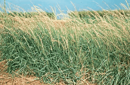 planting oats with grass seed Sideoats Grama Grass Seed
