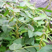Soybean Seed