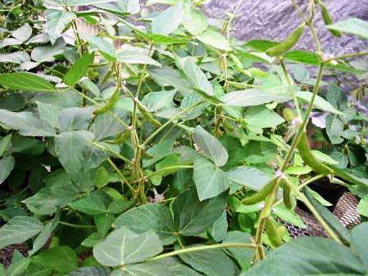 Soybean Seed