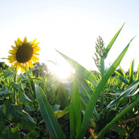 Hancock's Spring & Summer Food Plot Seed Mix