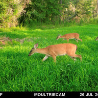 Hancock's Spring & Summer Food Plot Seed Mix