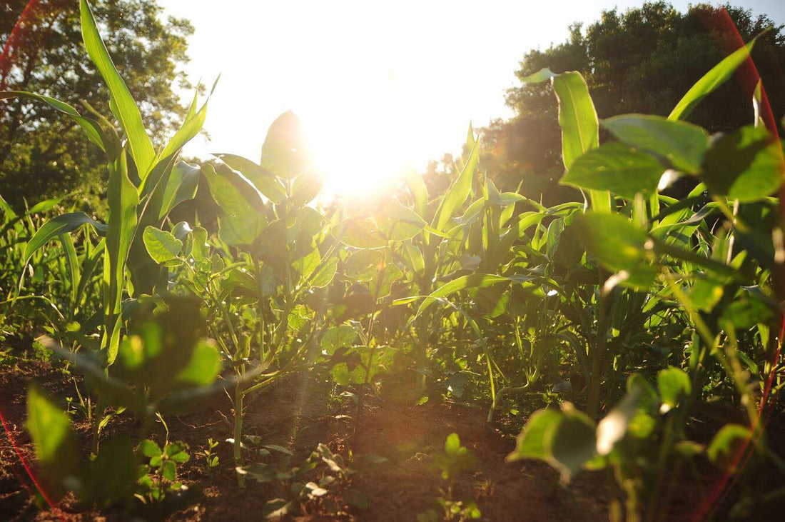 Hancock's Spring & Summer Food Plot Seed Mix