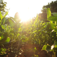 Hancock's Spring & Summer Food Plot Seed Mix