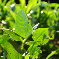 Red Ripper Cow Pea Seed