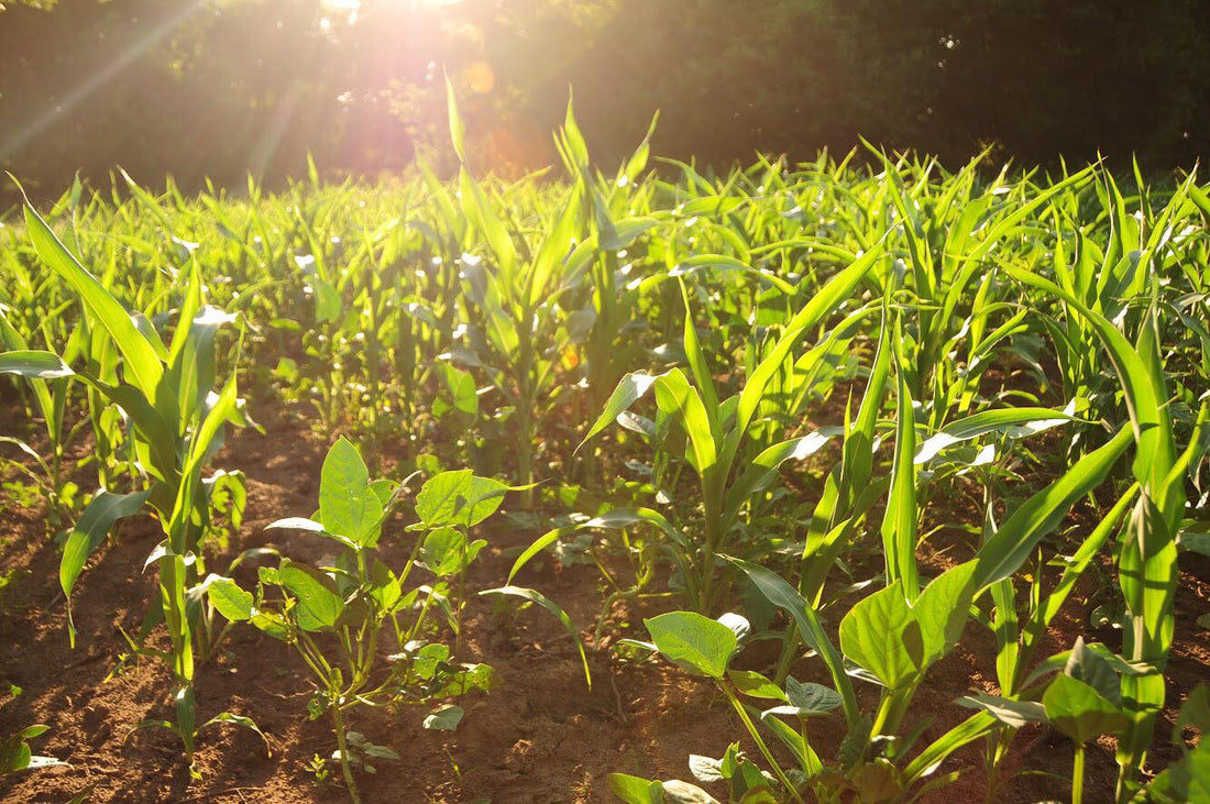 Hancock's Spring & Summer Food Plot Seed Mix