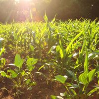 Hancock's Spring & Summer Food Plot Seed Mix