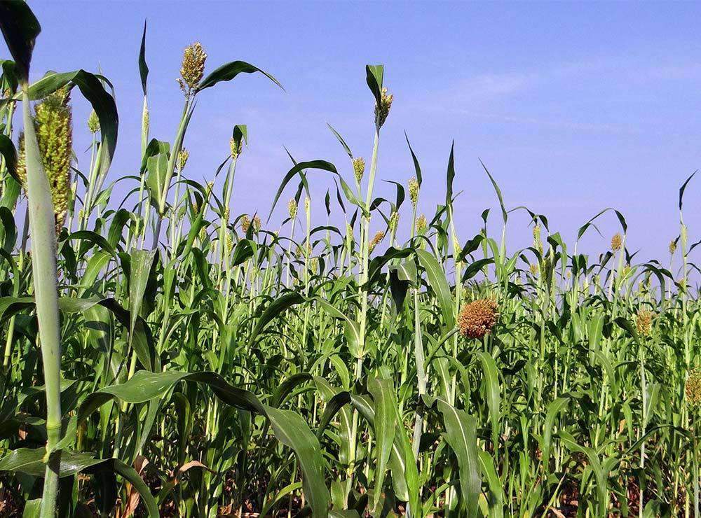 sorghum seed for the garden saskatchewan Surpass BMR Sorghum Sudangrass Seed – Hancock Seed