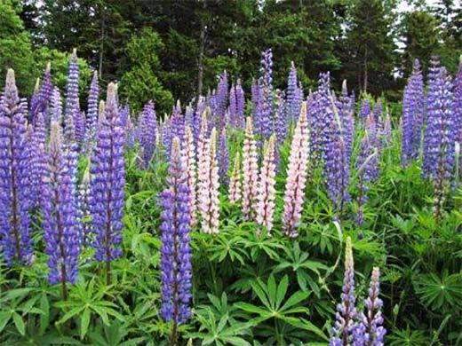 Sweet Blue Lupine Seed