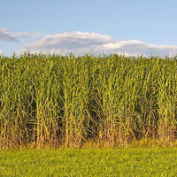 Alamo Switchgrass Seed