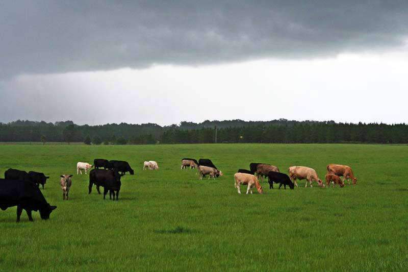 TifQuik Bahia Grass Seed - Certified