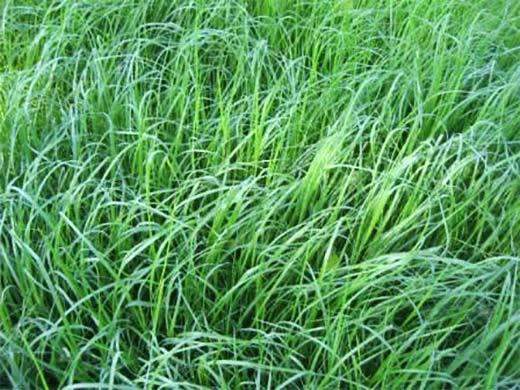 Teff Grass Seed