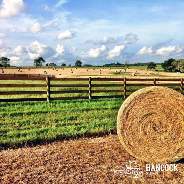 Tifton 44 Bermuda Horse or Cow Hay