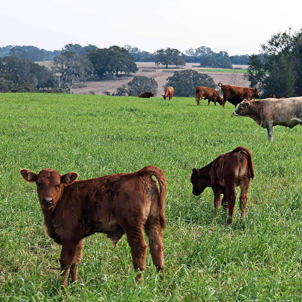planting bahia grass seed for pasture Tifton 9 Bahia Grass Seed
