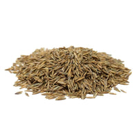 Titan RX Turf Type Tall Fescue Grass Seed