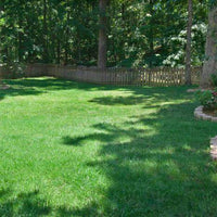 Titan RX Turf Type Tall Fescue Grass Seed