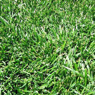 Turf Type Tall Fescue - Image showing Green Grass