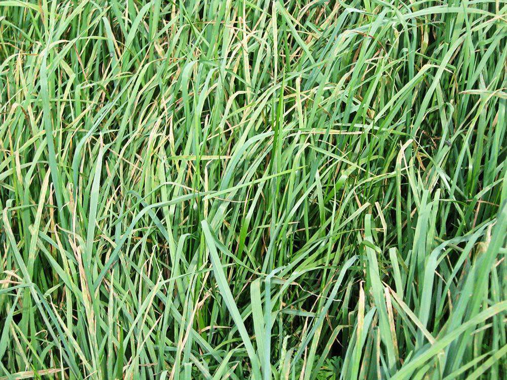 orchardgrass herbicide Pennlate Orchardgrass Seed (Substitution: Elise Orchardgrass)