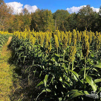WGF Sorghum Seed