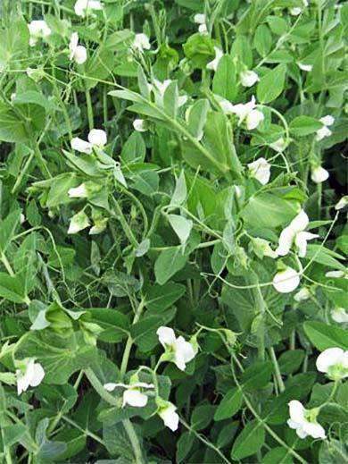 Whistler Winter Pea Seed