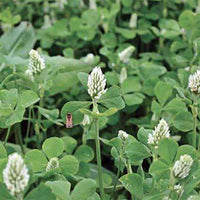 White Cloud Crimson Clover Seed (Pre-Order)