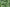 White Cloud Crimson Clover Seed (Pre-Order)