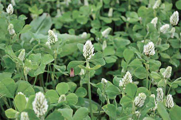 White Cloud Crimson Clover Seed
