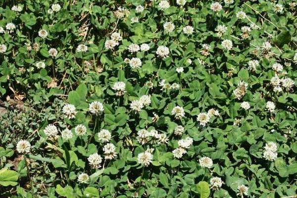 clover seed planting depth White Dutch Clover 25 lb ~6,400,000 Seeds