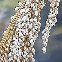 White Proso Millet Seed